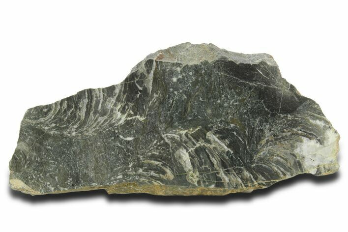 Polished Neoproterozoic Stromatolite (Minjaria) Slab - Russia #363048